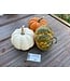 26 -Mini Orange Pumpkin
