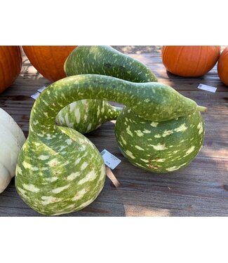 26 Gourd, Swan