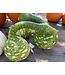 26 Gourd, Swan