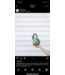 26 Gourd, Swan