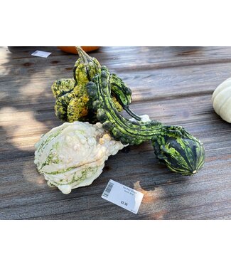 26 small Gourd