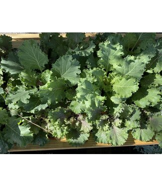 Kale , Cabbage 4"