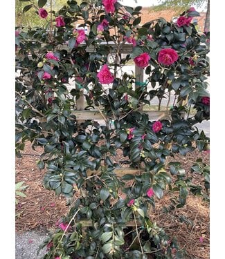 Sparkling Burgundy Camellia Sasanqua 15 G