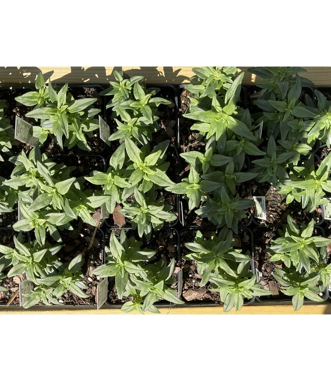 Snaptini/Snapdragon Assorted 4"