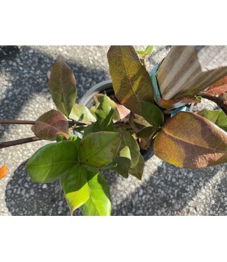Confederate Jasmine 1G