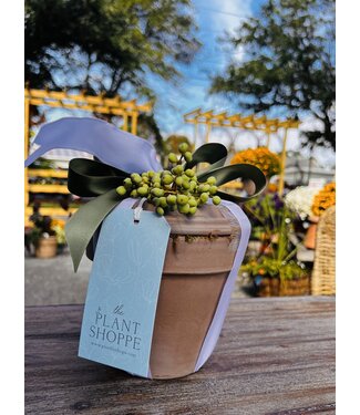Paperwhite Gift Pot - Large