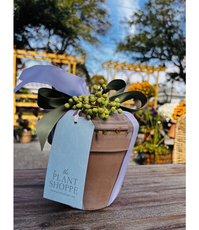 Paperwhite Gift Pot - Large
