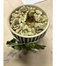 Paperwhites in Westview Pot
