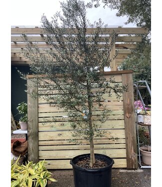 Fruit-Olive (Olea Europaea)  #30