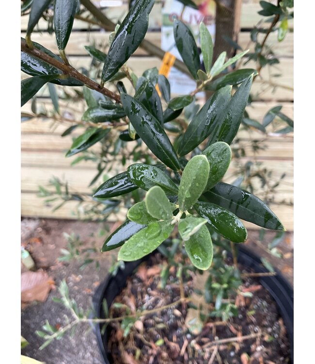 Fruit-Olive (Olea Europaea)  #30