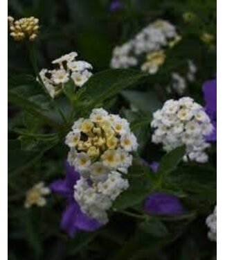 Proven Winner Lantana Asst PW  1Q