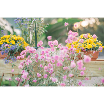 Living Plants