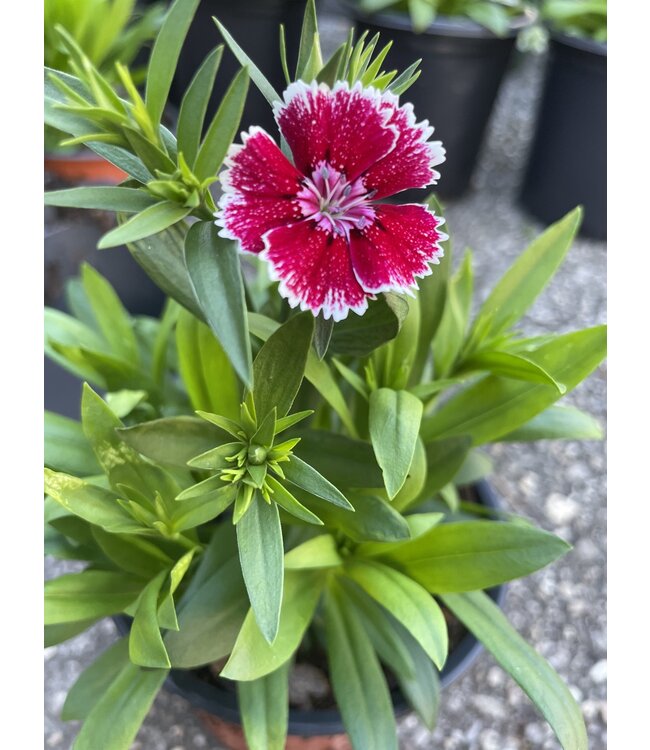 Dianthus - 1qt