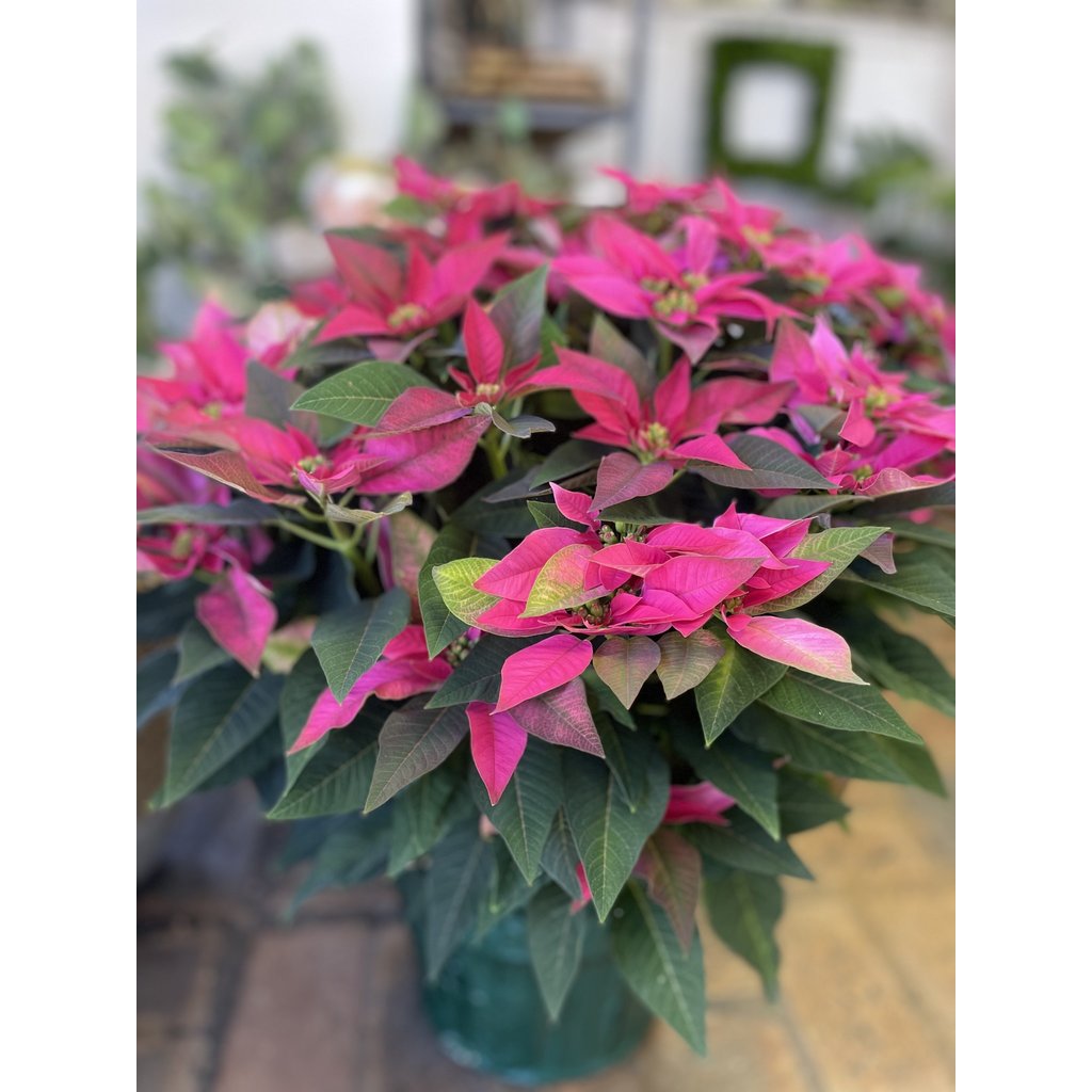 The Plant Shoppe Poinsettia - 10" Hot Pink Jadora