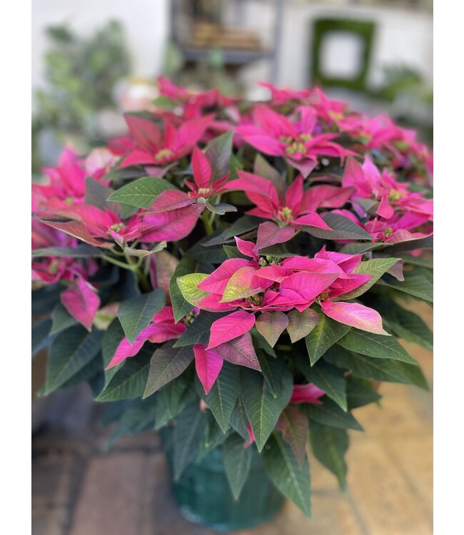 The Plant Shoppe Poinsettia - 10" Hot Pink J'adore