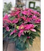 The Plant Shoppe Poinsettia - 10" Hot Pink Jadora