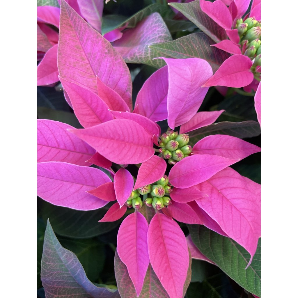 The Plant Shoppe Poinsettia - 10" Hot Pink Jadora