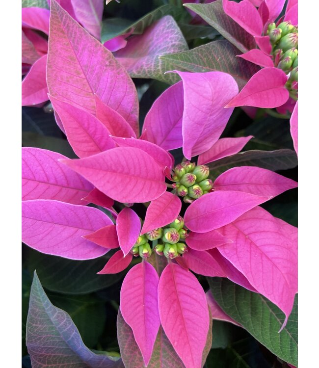 The Plant Shoppe Poinsettia - 10" Hot Pink Jadora
