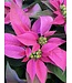 The Plant Shoppe Poinsettia - 10" Hot Pink Jadora
