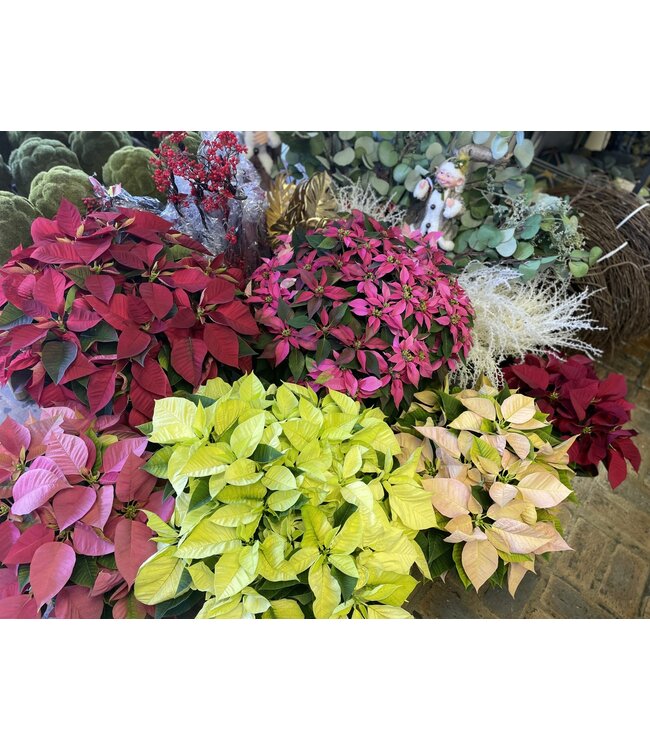 The Plant Shoppe Poinsettia - 10" Hot Pink J'adore