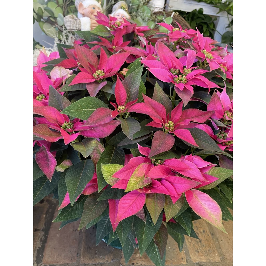 The Plant Shoppe Poinsettia - 10" Hot Pink Jadora