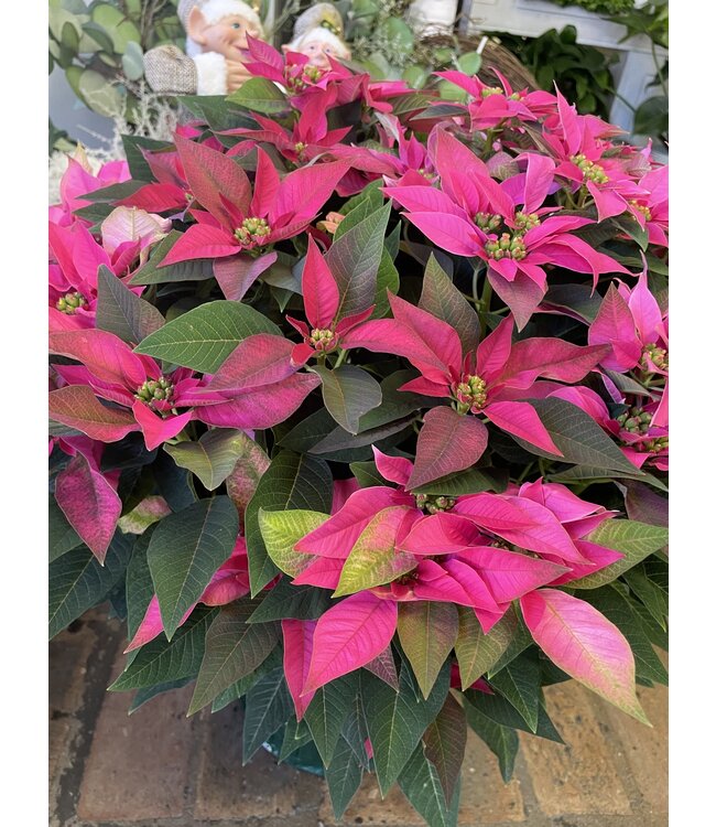 The Plant Shoppe Poinsettia - 10" Hot Pink J'adore