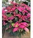The Plant Shoppe Poinsettia - 10" Hot Pink Jadora