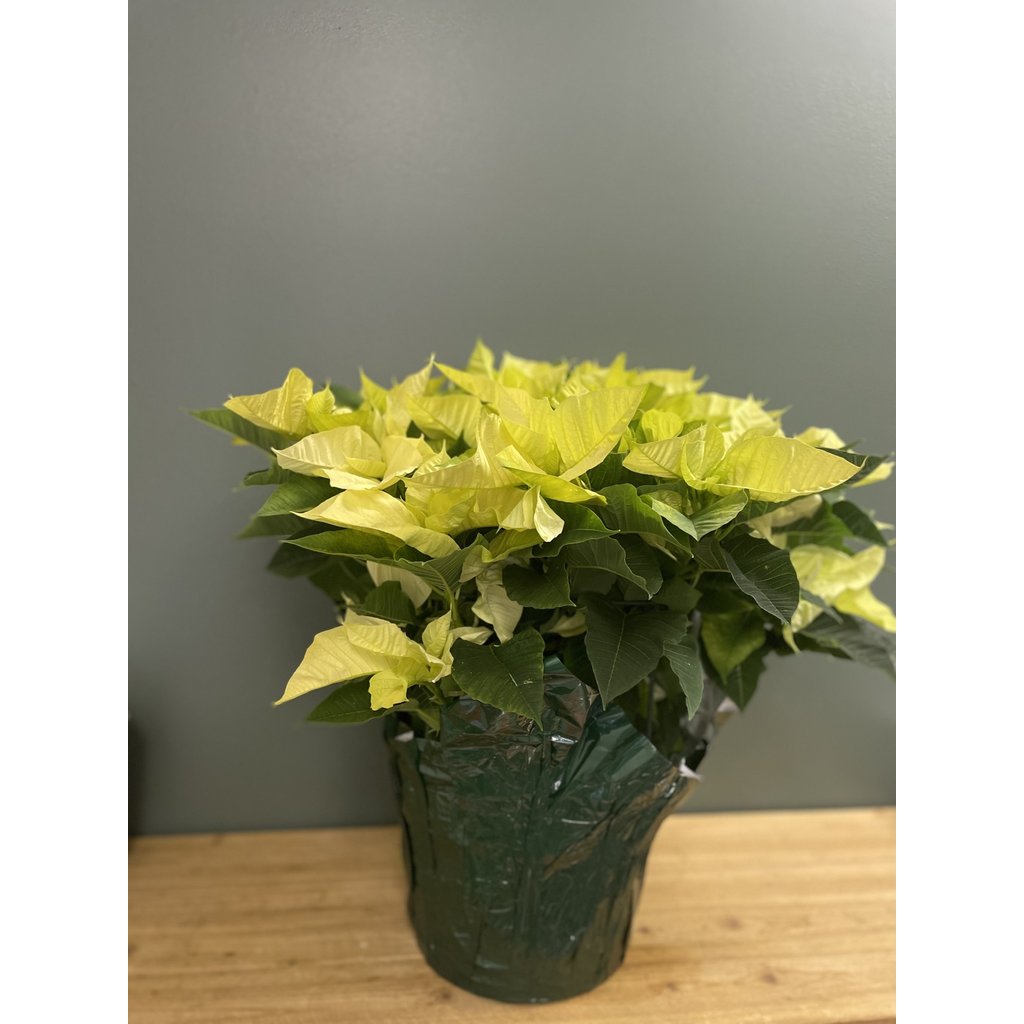 The Plant Shoppe Poinsettia - 10" white