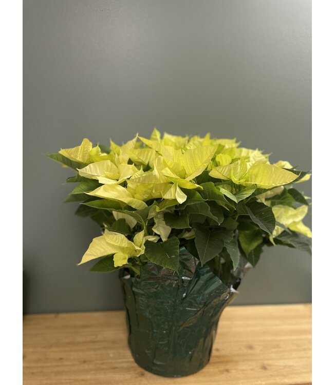 The Plant Shoppe Poinsettia - 10" white