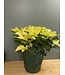 The Plant Shoppe Poinsettia - 10" white
