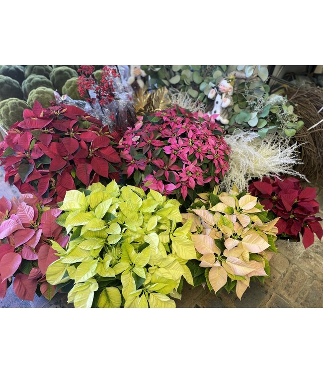 The Plant Shoppe Poinsettia - 10" white