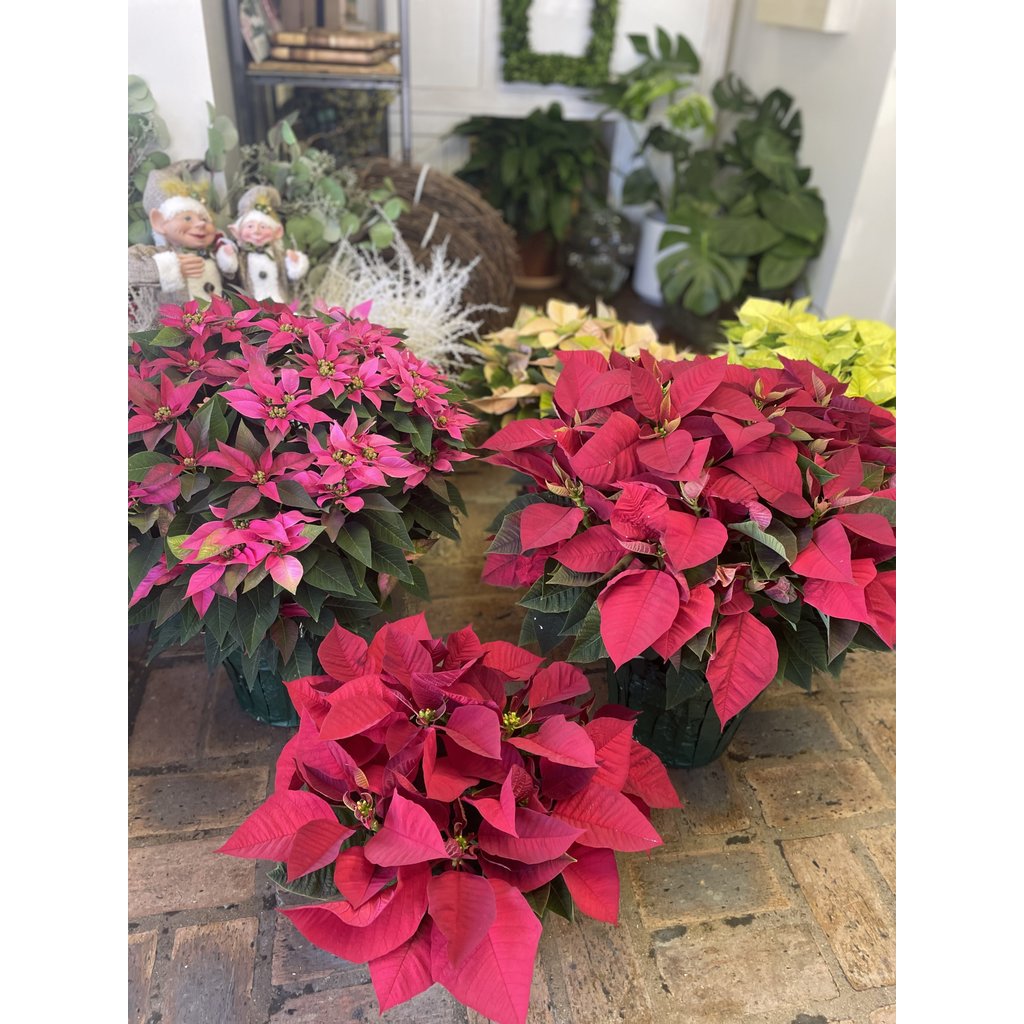 The Plant Shoppe Poinsettia - 6" red