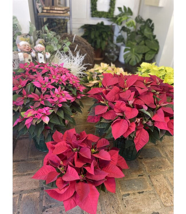 The Plant Shoppe Poinsettia - 6" red