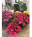 The Plant Shoppe Poinsettia - 6" red