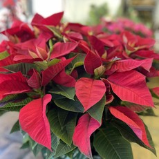 The Plant Shoppe Poinsettia - 6" red