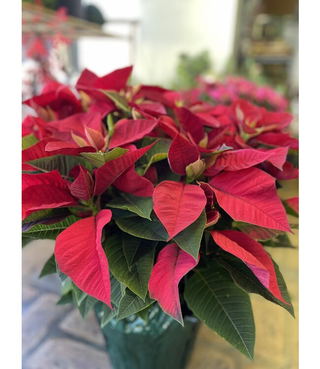 The Plant Shoppe Poinsettia - 6" red