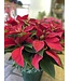 The Plant Shoppe Poinsettia - 6" red