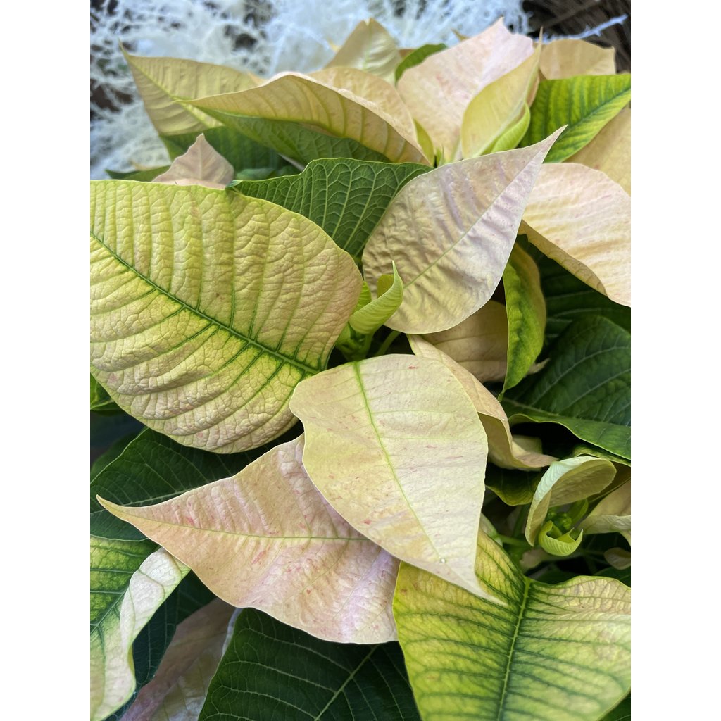 The Plant Shoppe Poinsettia - 8" cinnamon