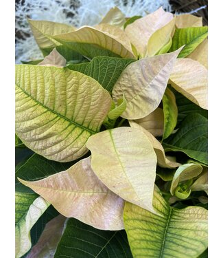 The Plant Shoppe Poinsettia - 8" cinnamon