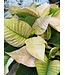 The Plant Shoppe Poinsettia - 8" cinnamon