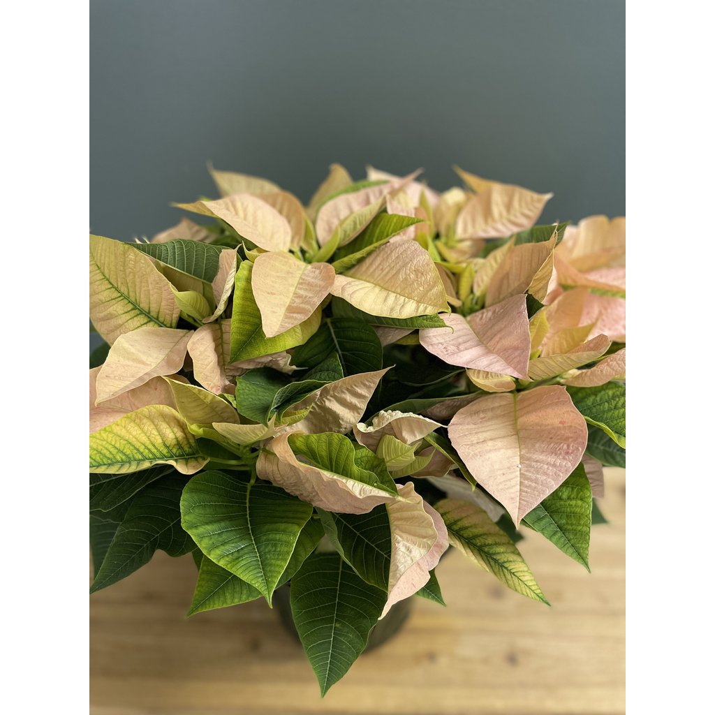 The Plant Shoppe Poinsettia - 8" cinnamon