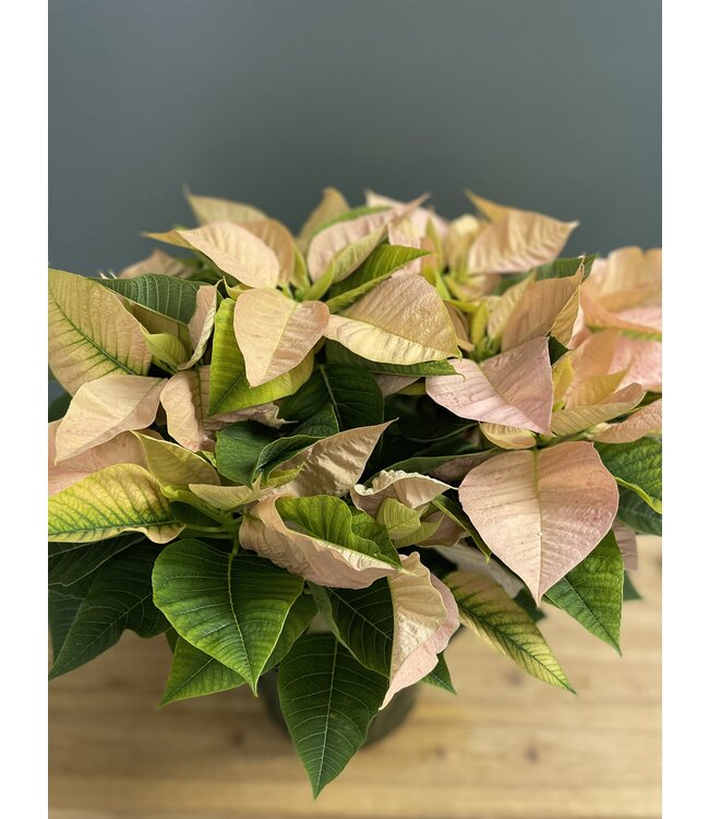 The Plant Shoppe Poinsettia - 8" cinnamon