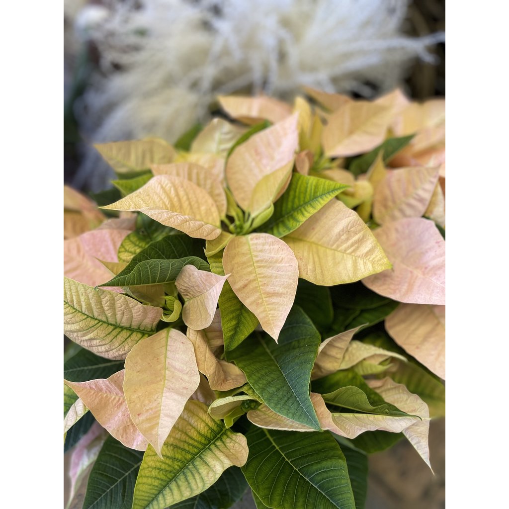 The Plant Shoppe Poinsettia - 8" cinnamon