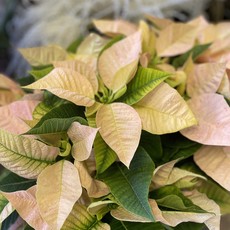 The Plant Shoppe Poinsettia - 8" cinnamon