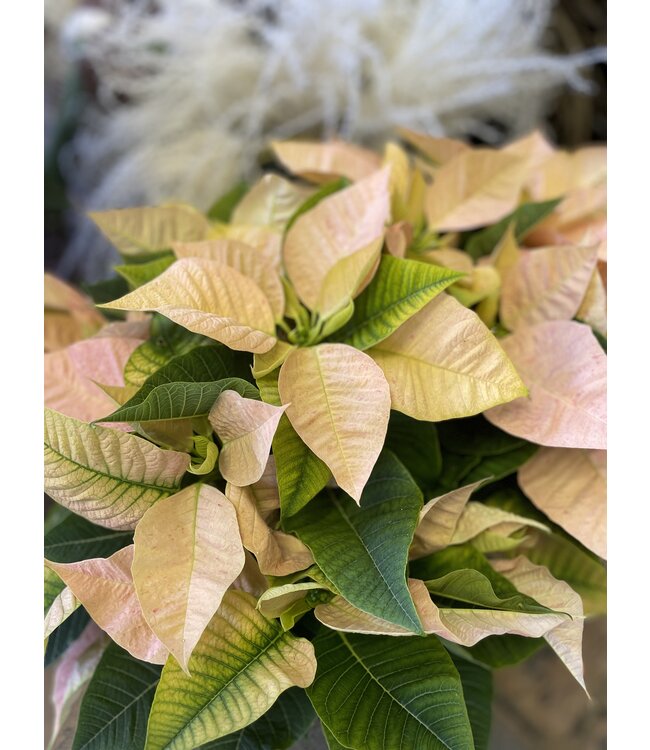 The Plant Shoppe Poinsettia - 8" cinnamon