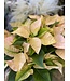 The Plant Shoppe Poinsettia - 8" cinnamon
