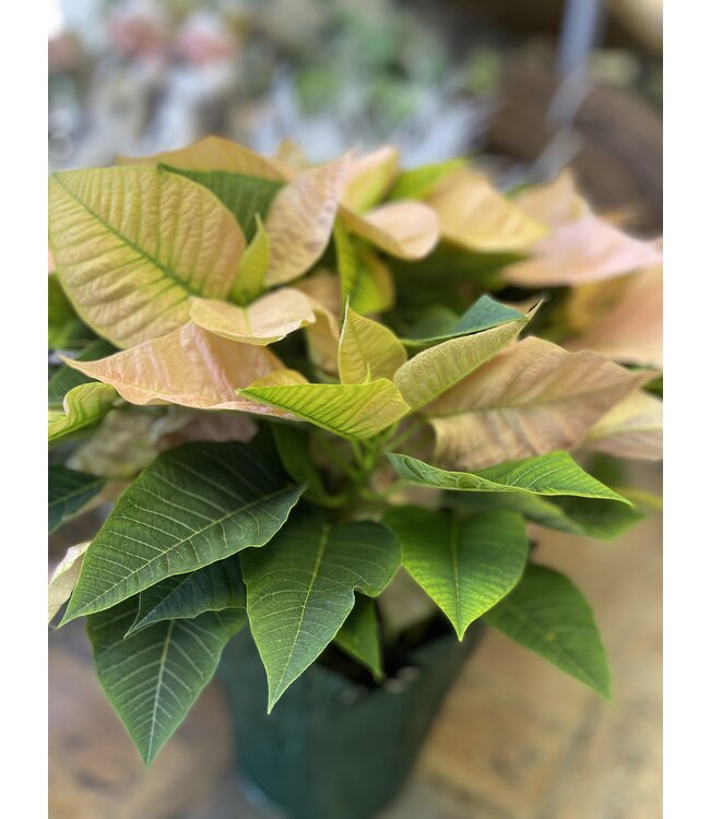 The Plant Shoppe Poinsettia - 8" cinnamon