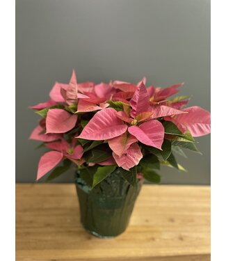 The Plant Shoppe Poinsettia - 8" Pink