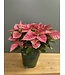 The Plant Shoppe Poinsettia - 8" Pink