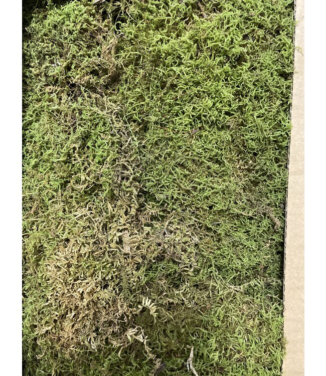 Bulk - Fresh Sheet Moss